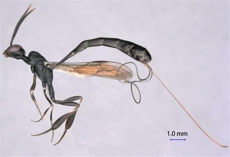 Four New Wasp Species Identified in China | Live Science