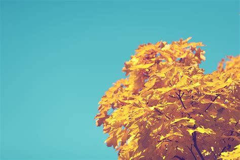 autumn, fall, leaves, nature, plant, sky, tree, clear sky | Piqsels