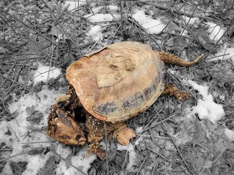 Frozen Alligator Snapping Turtle | Flickr - Photo Sharing!