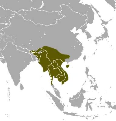 Northern Treeshrew - Facts, Diet, Habitat & Pictures on Animalia.bio