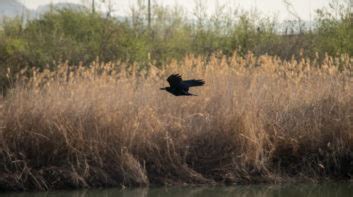 9 Crow Hunting Tips Beginners And Seasoned Hunters Should Know