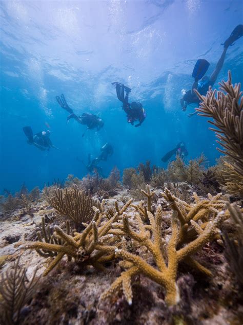 New Coral Reef Conservation Initiative | WGCU News