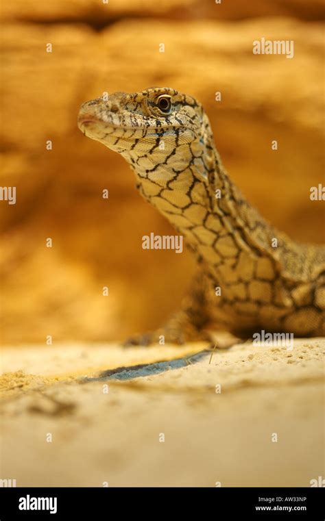 Perentie Lizard Stock Photo - Alamy