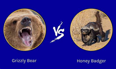 Epic Battles: Grizzly Bear Vs. A Pack Of Honey Badgers - A-Z Animals