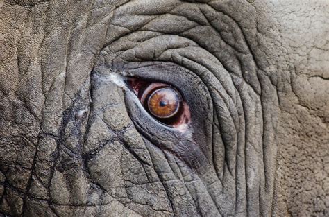 Grayscale Photo of Elephant · Free Stock Photo