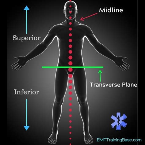 Anatomical Planes and Directional Terms - EMT Training Base