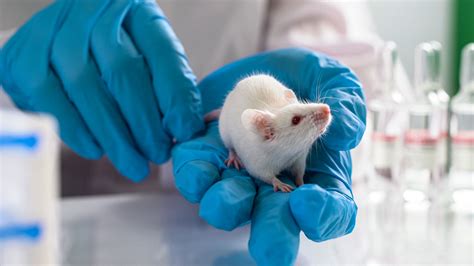 Is it time to replace one of the cornerstones of animal research? | Science | AAAS