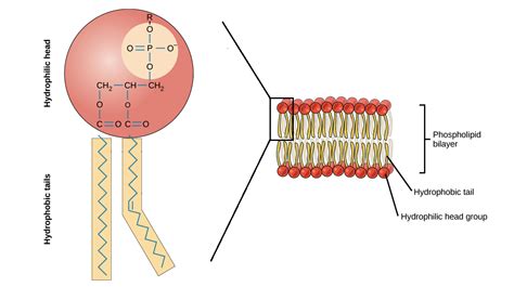 35 Label The Hydrophobic And Hydrophobic Portions Of The Phospholipids ...