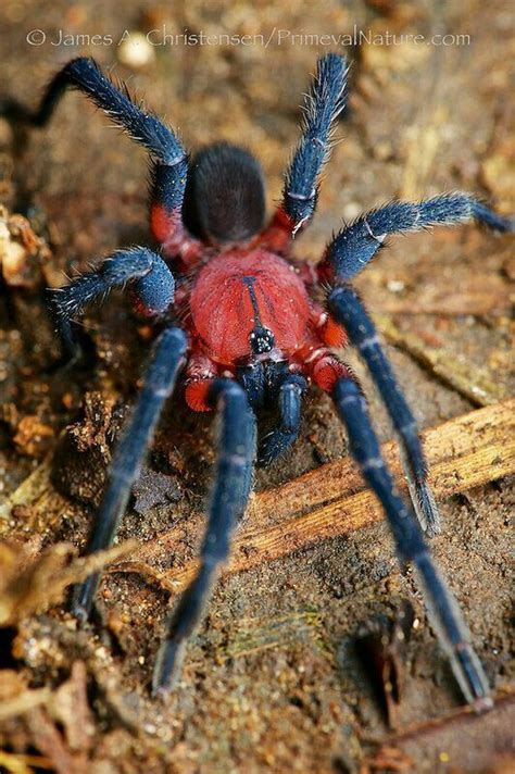 Pin de De Olho em Arachnids | Animais coloridos, Escorpiões, Animais