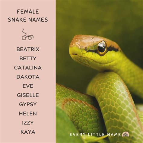 300+ Best Snake Names (Cute, Cool, and Hiss-terical) - Every Little Name