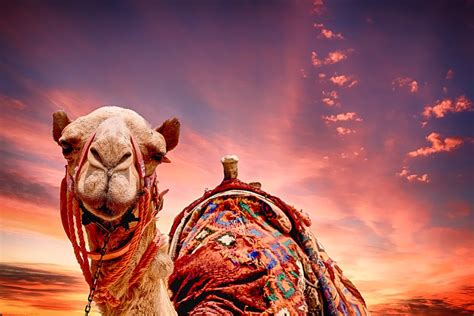 Camel Sunset Landscape · Free photo on Pixabay