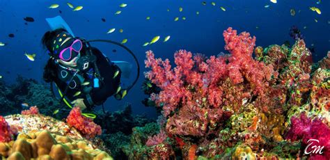 Top 10 Best Dive Sites in the Maldives