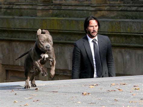 'John Wick' (aka Keanu Reeves) And A Dog Get Meme'd