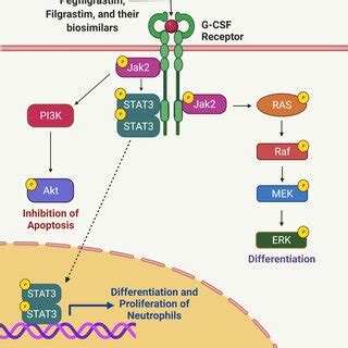 Bevacizumab and its biosimilars' mechanism of action. Upon entry ...