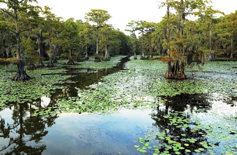 Plants and Animals in the Louisiana Wetlands (with Pictures) | eHow