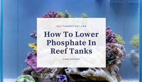 How To Lower Phosphates In Reef Tanks (4 Best Methods)