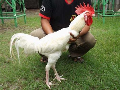 Mengenal varietas ayam lokal Indonesia (3) | Bangkok, Ayam, Indonesia