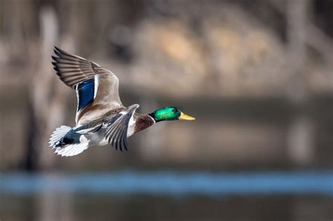 10 tips for dynamic waterfowl photography | Popular Photography