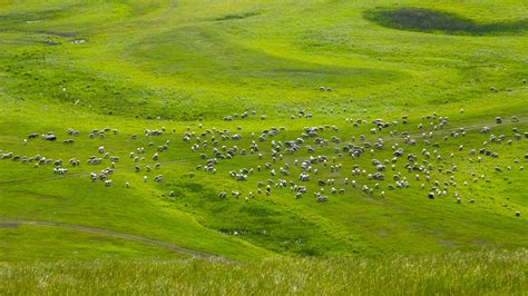 Inner Mongolia sees record high vegetation coverage for grasslands - CGTN