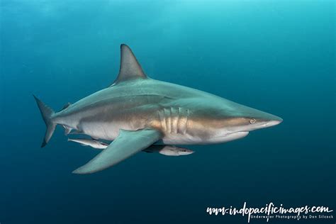 The Oceanic Blacktip Sharks of the Protea Banks | Indopacificimages