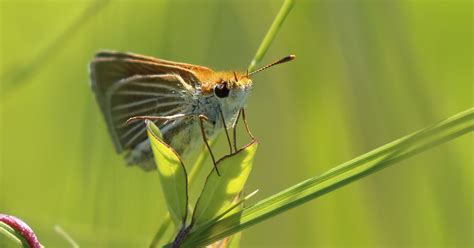 Michigan's most endangered species nears extinction