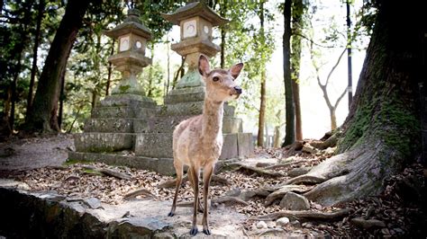 Bowing deer of Nara Deer Park - YouTube