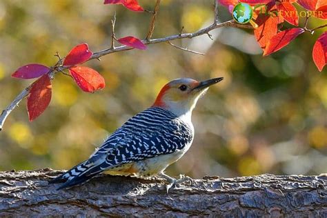 Top 10 Birds of Massachusetts | Massachusetts State Bird | BioExplorer