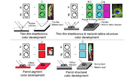 Methods and principles to distinguish thin-film interference colors ...