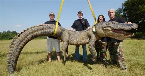 741-pound Alligator: Heaviest Gator Caught in Mississippi |News Trends PH