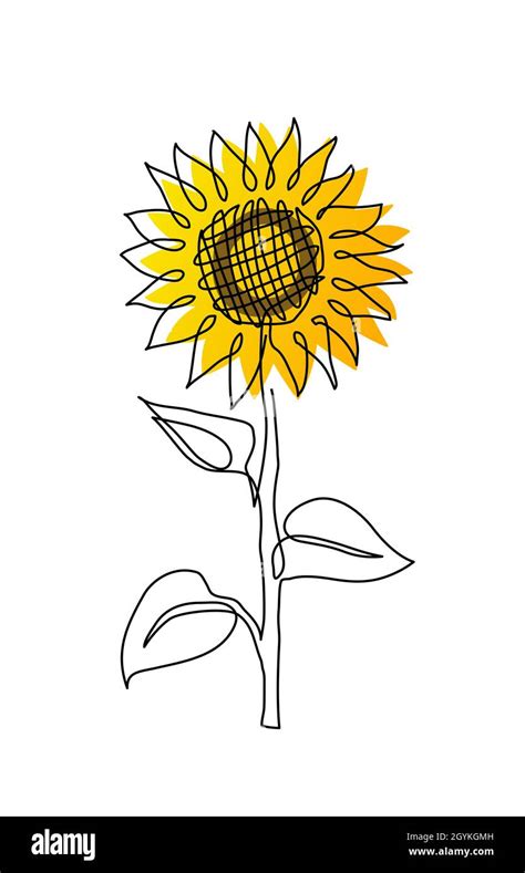 Single sunflower simple vector line illustration. One line art drawing ...