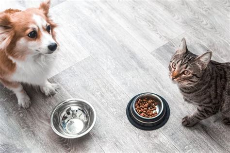 What Should I Do if My Dog Eats Cat Food? | Bottletree Animal Hospital