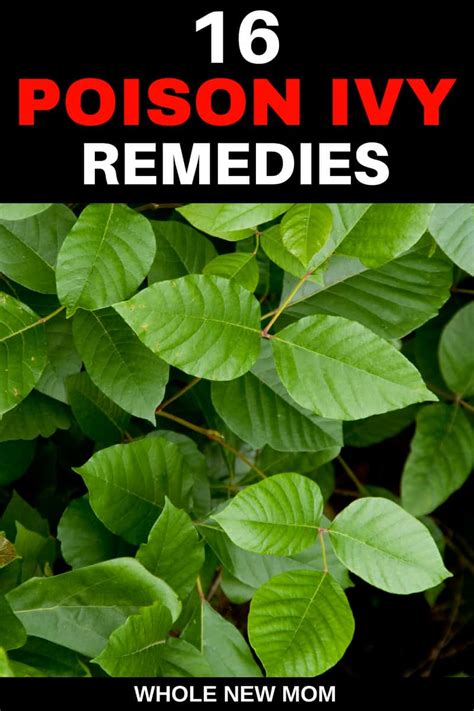 17 Home Remedies for Poison Ivy Rash | Whole New Mom