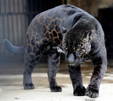 10 Incredible Melanistic (All Black) Animals » TwistedSifter