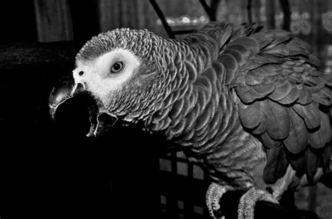 Angry Parrot by Rudiology on DeviantArt