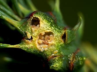 Eastern spruce gall adelgid - Plant & Pest Diagnostics