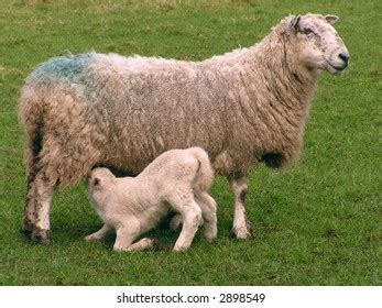 Ewe Feeding Lamb Stock Photo 2898549 | Shutterstock