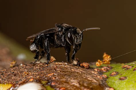 What Is A Stingless Bee? | Here's What You Need To Know