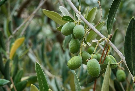 1920x1080px | free download | HD wallpaper: olives, olive tree olive leaves, branch, green ...