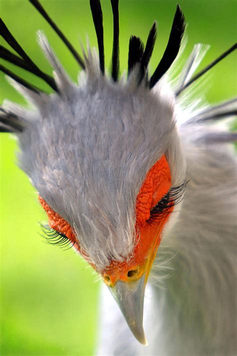 30 Extraordinarily Beautiful Birds You Might Not Have Heard About ...