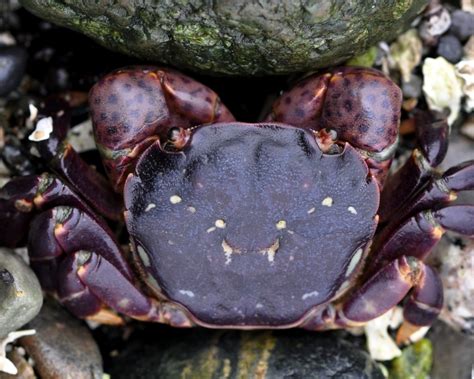 SHORE CRABS « NORTHWEST WILDLIFE ONLINE