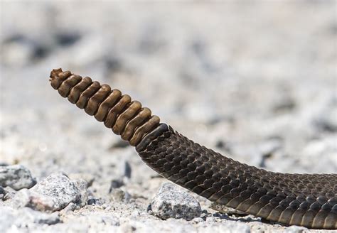 What are 10 rattlesnake adaptations? | Socratic