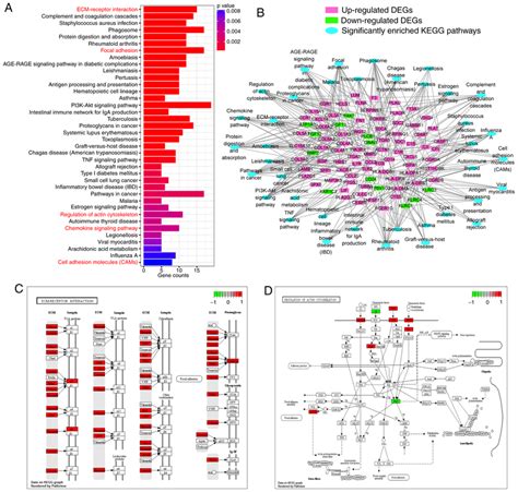 KEGG pathway enrichment analysis of DEGs. (A) Significantly enriched... | Download Scientific ...