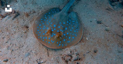 Gray stingray underwater photo – Free Grey Image on Unsplash