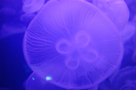 Ghost Jellyfish | Flickr - Photo Sharing!