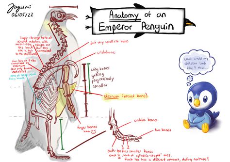 Anatomy of an Emperor Penguin by JagumiArt on DeviantArt