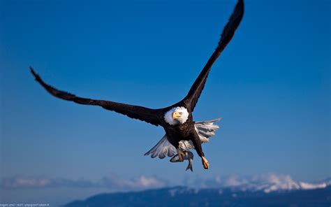 nature, Landscape, Animals, Birds, Eagle, Wildlife, Bald Eagle Wallpapers HD / Desktop and ...