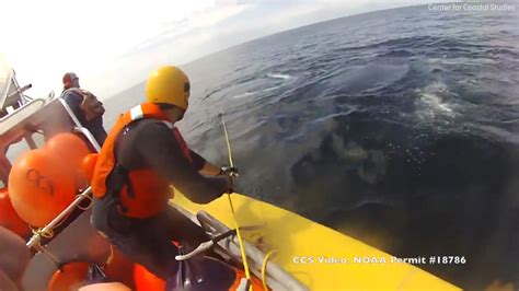 Rescue team frees whale tangled in fishing rope near Boston - ABC7 Los ...