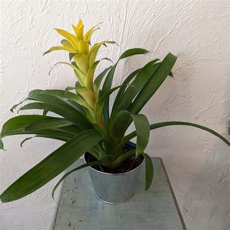 25 Stunning Indoor Bromeliad Pictures to Liven Your Home | Indoor ...