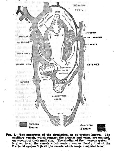 William Harvey and the Discovery of the Circulation of the Blood - AmblesideOnline - Charlotte ...