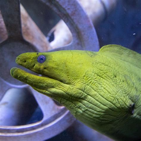 Green Moray Eel - Georgia Aquarium